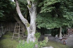 減塩中の方、調味料ならコレ！くるくま草の粉末塩麹 (プレーン・赤土しょうが)